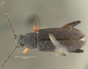 Media type: image;   Entomology 4721 Aspect: habitus dorsal view